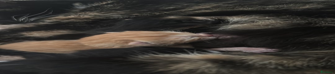 Mixed Breed Kitten 3