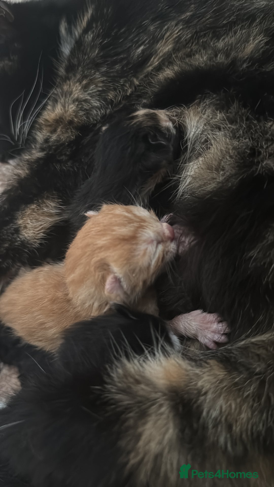 Mixed Breed cats for sale: 5 beautiful kittens  - Image 4