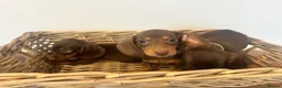 Miniature Dachshund dogs for sale: Beautiful Chocolate & Tan Dachshund Pups Ready Now - Advert 14