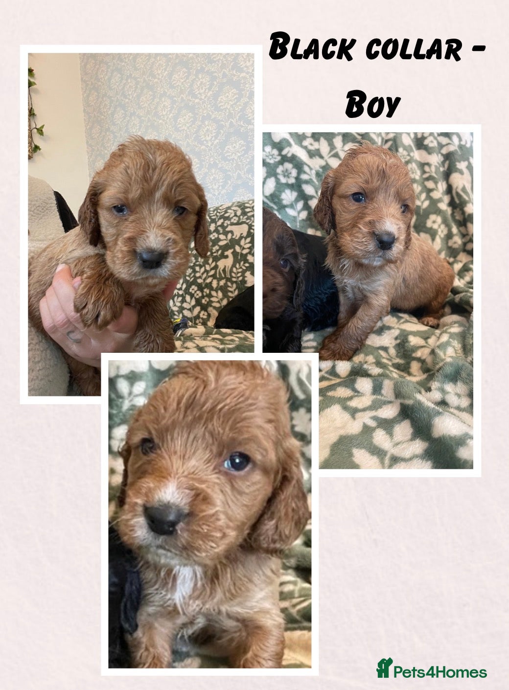 Cockapoo dogs Beautiful cockapoo puppies  - Advert 1