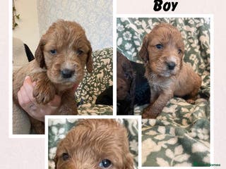 Cockapoo dogs Beautiful cockapoo puppies - Advert 1