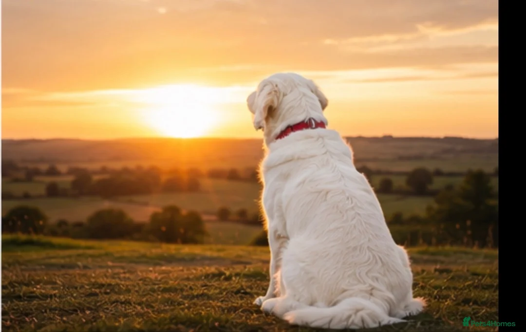 Golden Retriever dogs for sale: DNA Health tested - Champion Lines  - Advert 10