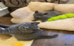 British Shorthair cats for sale: ❤️GCCF❤️ONE GIRL LEFT❤️READY❤️ BRITISH SHORTHAIR❤️ - Image 15