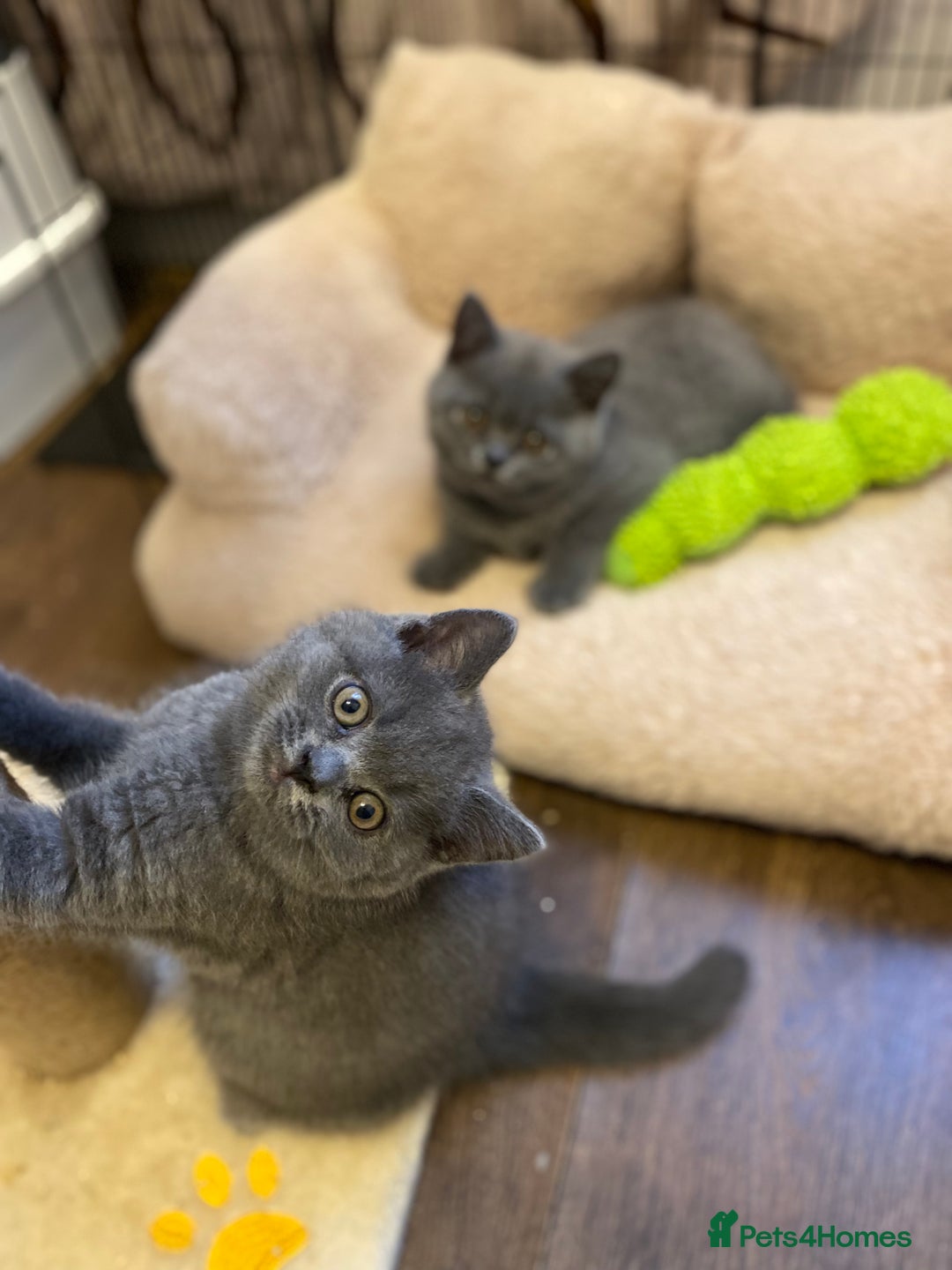 British Shorthair cats for sale: ❤️GCCF❤️ONE GIRL LEFT❤️READY❤️ BRITISH SHORTHAIR❤️ - Image 15
