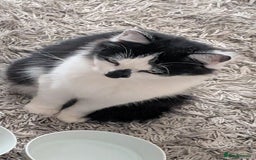 British Shorthair cats for sale: Lovely 3 year old male  - Advert 1