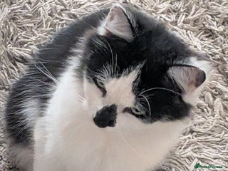 British Shorthair cats for sale: Lovely 3 year old male - Advert 1