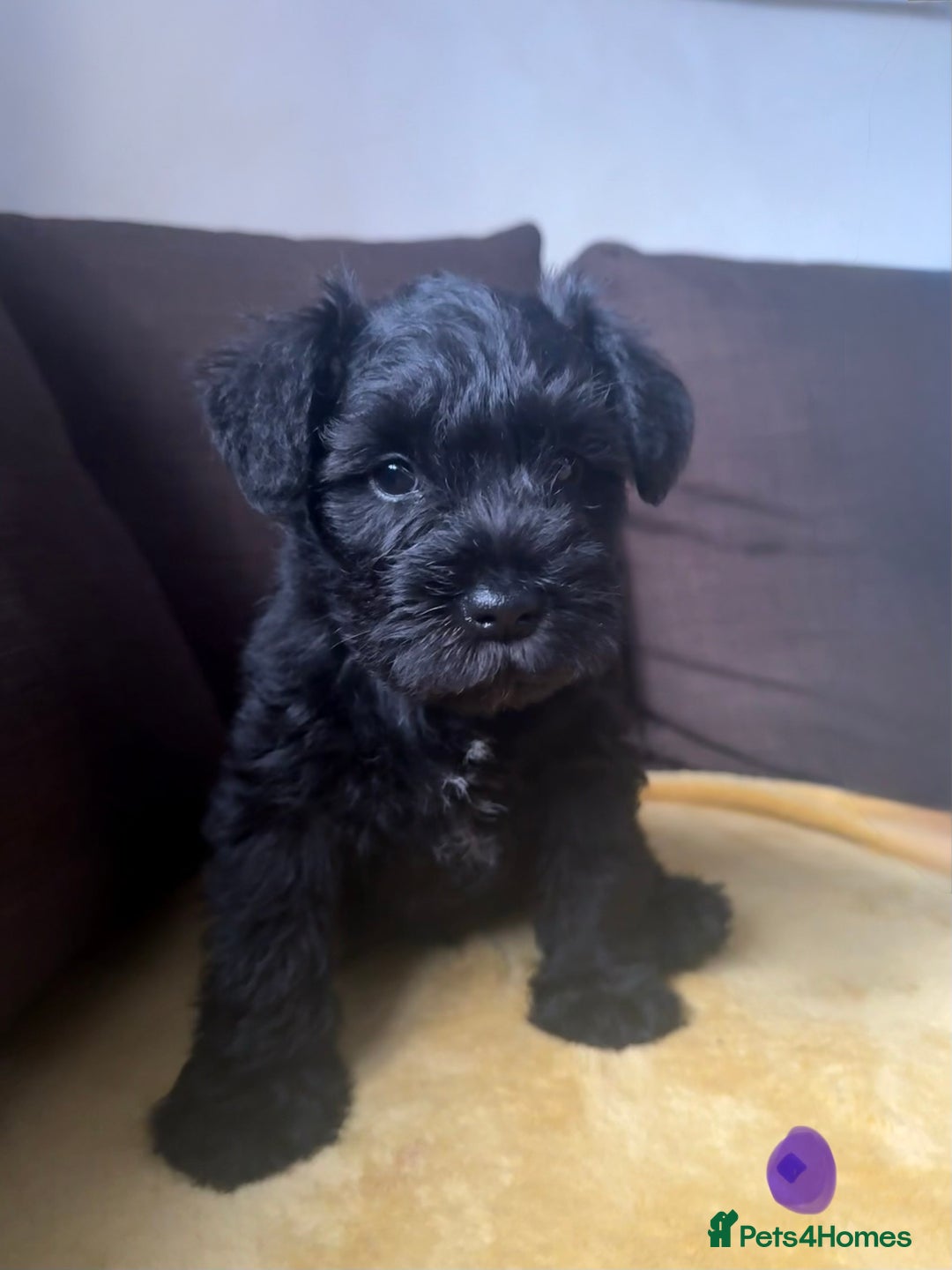 Miniature Schnauzer dogs for sale: KC Miniature Schnauzer Puppies  - Advert 5