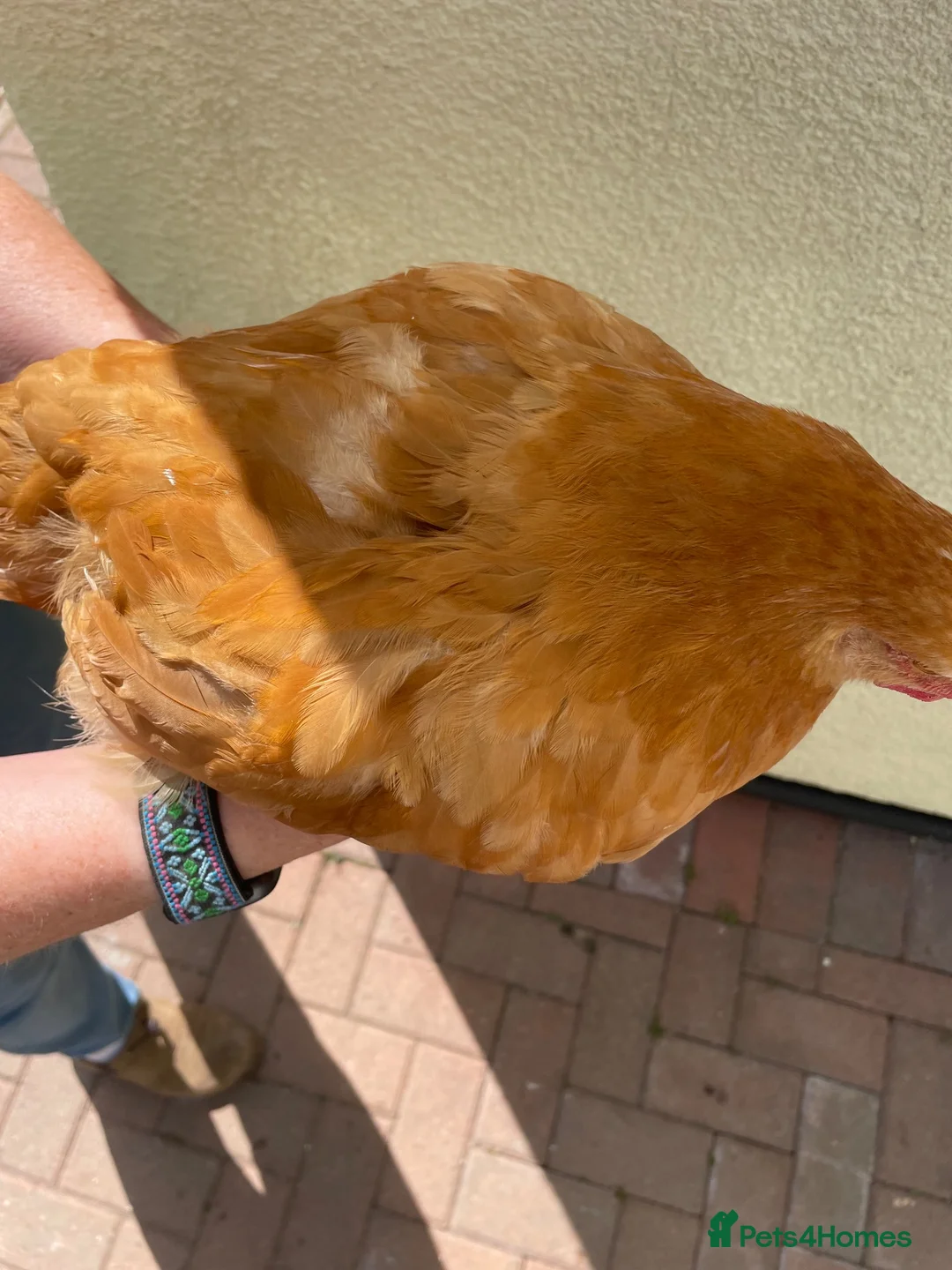 Mixed Breed poultry for sale: 3 Mixed Chicken  in Liskeard - Advert 9