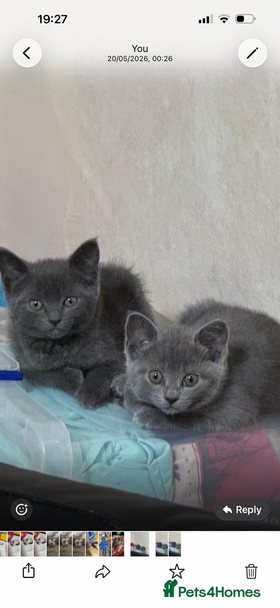 British Shorthair cats for sale: 3beautiful girls ready to find their forever home  - Advert 9