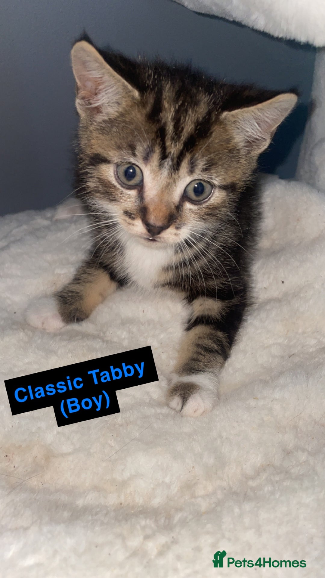 British Shorthair cats for sale: British Shorthair & Turkish Angora Mixed Kittens✨  - Image 4