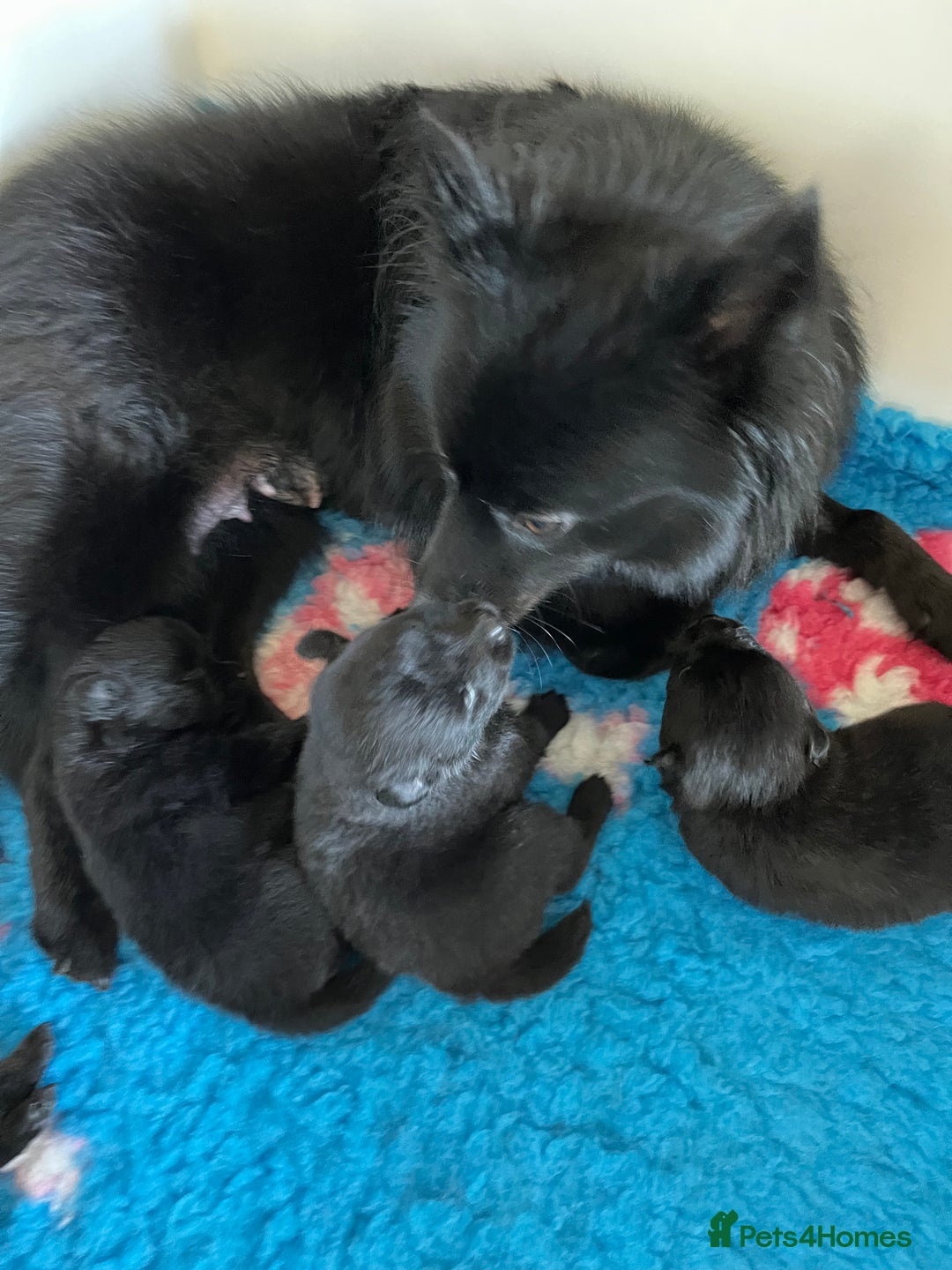 German Spitz dogs for sale: KC Registered German Spitz Mittel - Image 8