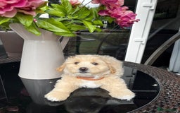 Maltipoo dogs for sale: Adorable Maltipoo  - Image 33