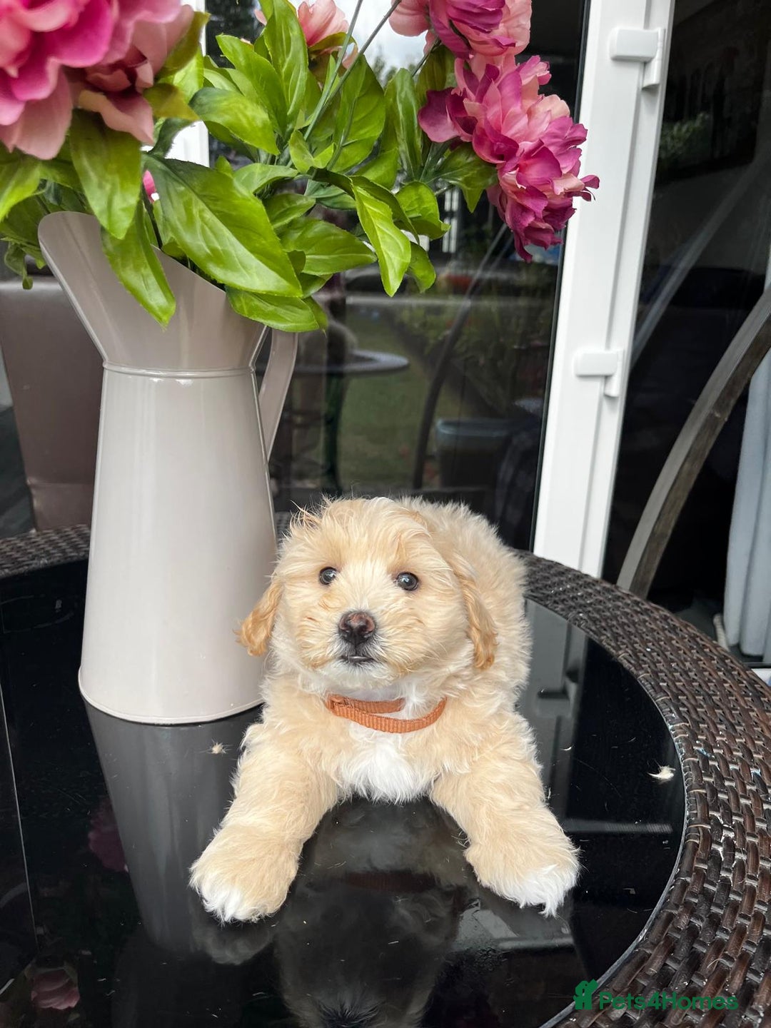 Maltipoo dogs for sale: Adorable Maltipoo  - Image 33