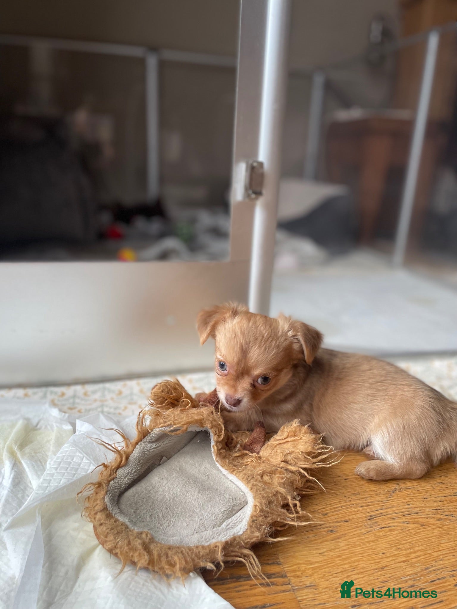 Chihuahua dogs READY SOON Pure bred tiny chihuahua puppies  - Advert 2
