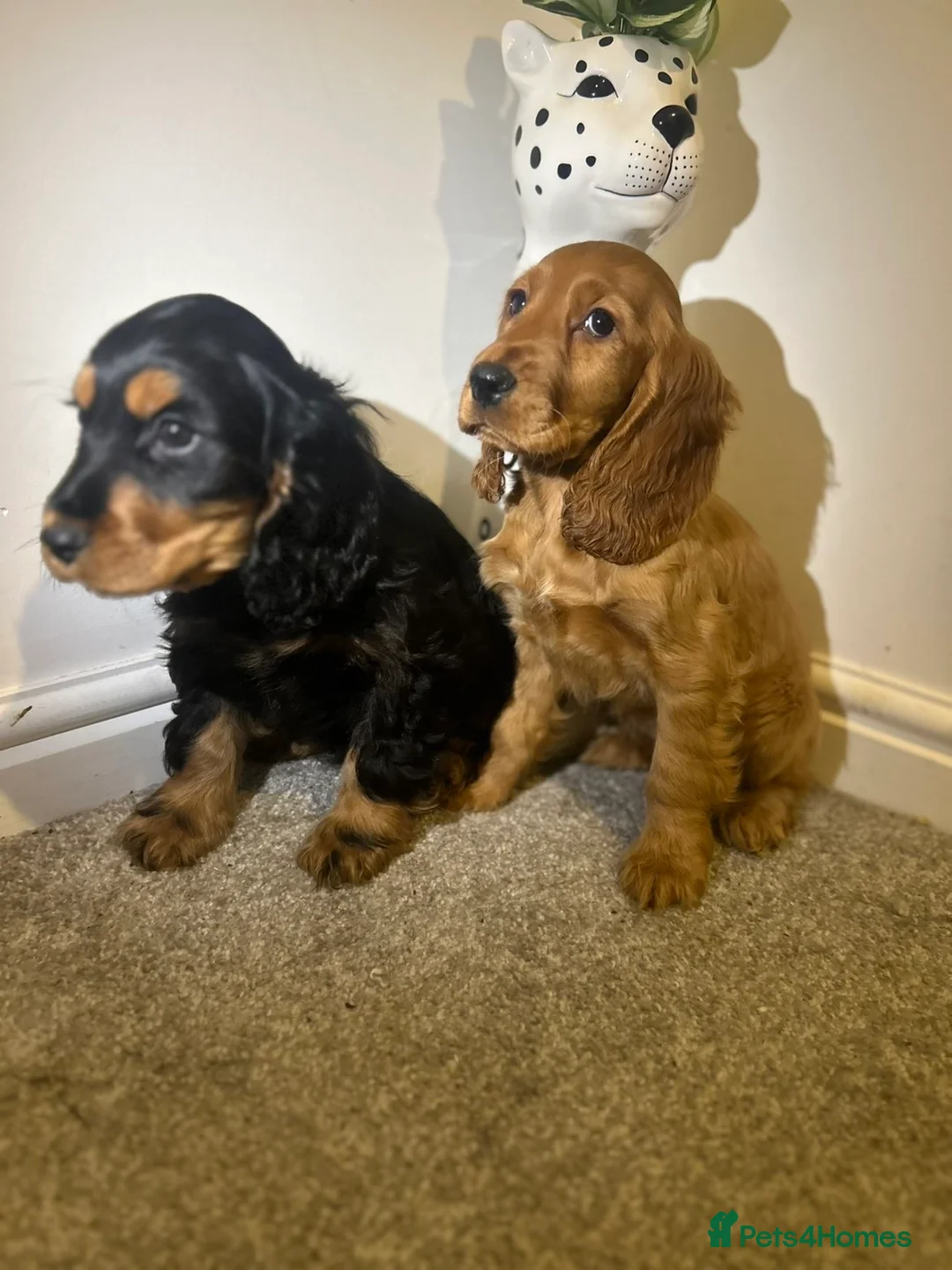 Cocker Spaniel dogs for sale: Three Cocker spaniels- Homes to pet homes only - Advert 4