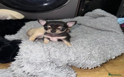 Chihuahua dogs for sale: 🩵 𝓬𝓾𝓭𝓭𝓵𝔂 𝓪𝓷𝓭 𝓹𝓵𝓪𝔂𝓯𝓾𝓵 𝓫𝓸𝔂𝓼🩵 - Image 8