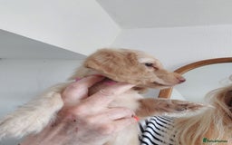 Miniature Dachshund dogs for sale: KC REG PRA CLEAR CREAM LONG HAIRED MINI DACHSHUNDS - Image 19