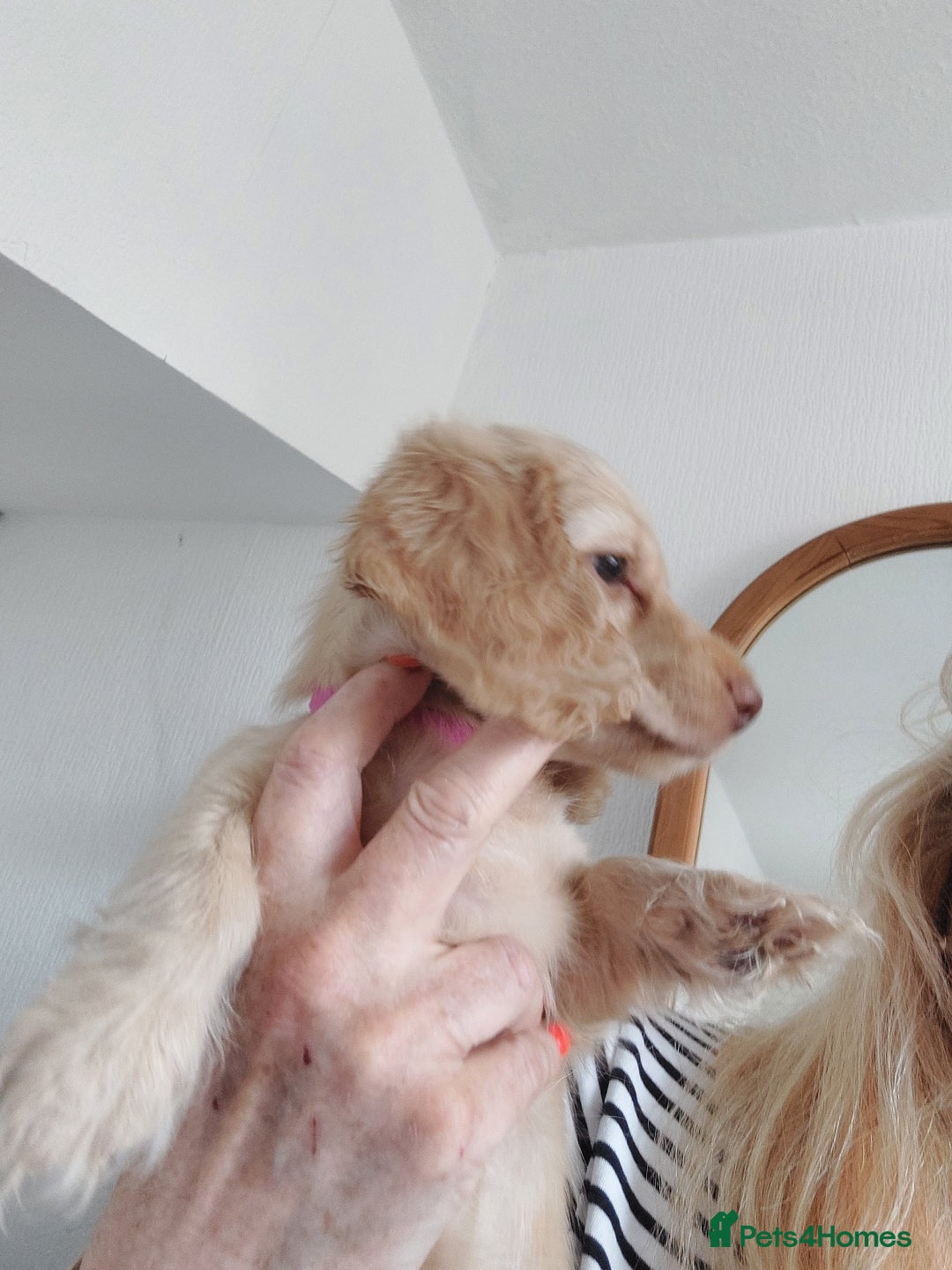 Miniature Dachshund dogs for sale: KC REG PRA CLEAR CREAM LONG HAIRED MINI DACHSHUNDS - Image 19