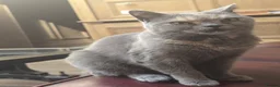 British Shorthair cats for sale: British short hair  in Ashton-under-Lyne - Advert 2