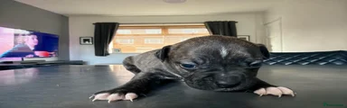 Staffordshire Bull Terrier 7 Lilly 
