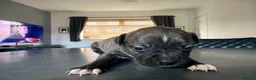 Staffordshire Bull Terrier dogs for sale: 8 beautiful, Staffordshire bull terrier puppies - Advert 6
