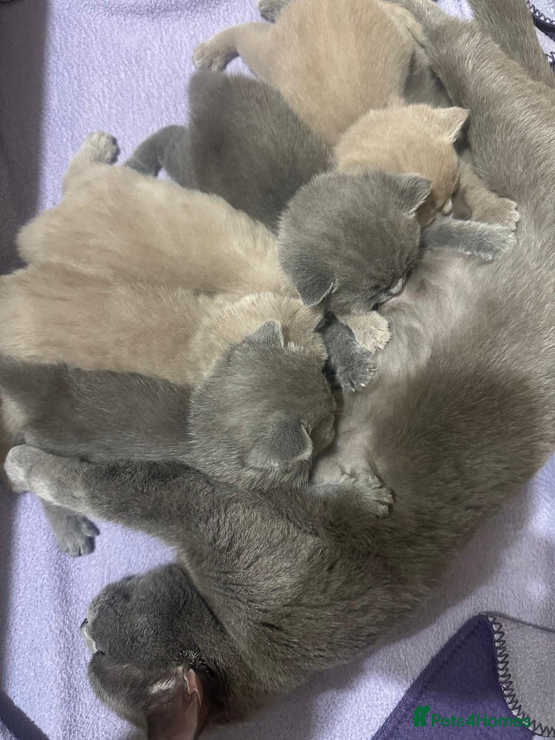 British Shorthair cats for sale:  🧶🐈‍⬛💫ADORABLE BSH KITTIES  💫🐈‍⬛🧶 - Advert 11