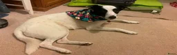 Mixed Breed dogs for adoption: Meet Missy, currently residing in Devon in Tiverton - Advert 13