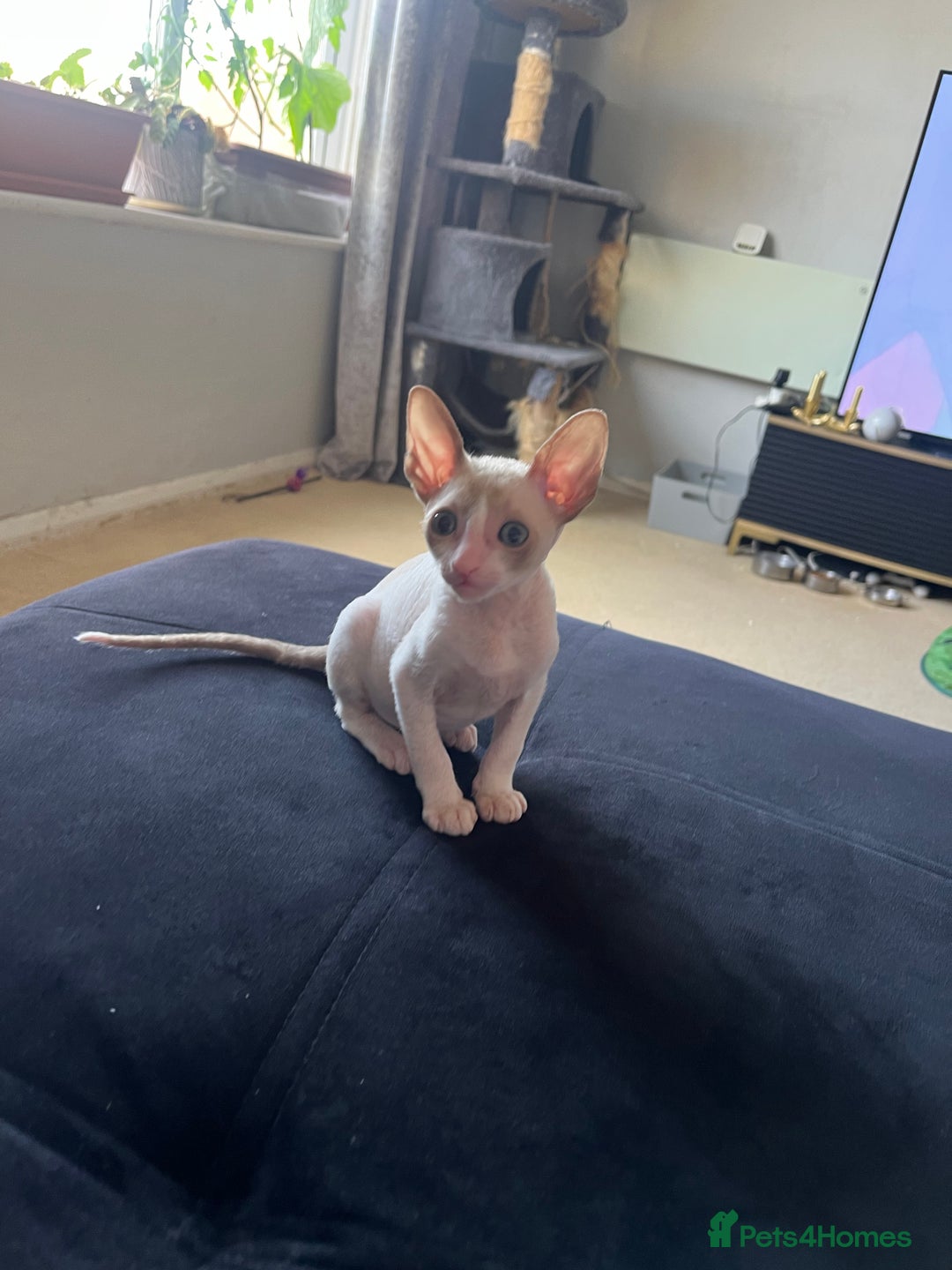 Cornish Rex cats for sale: Best Cornish Rex friend  - Image 3