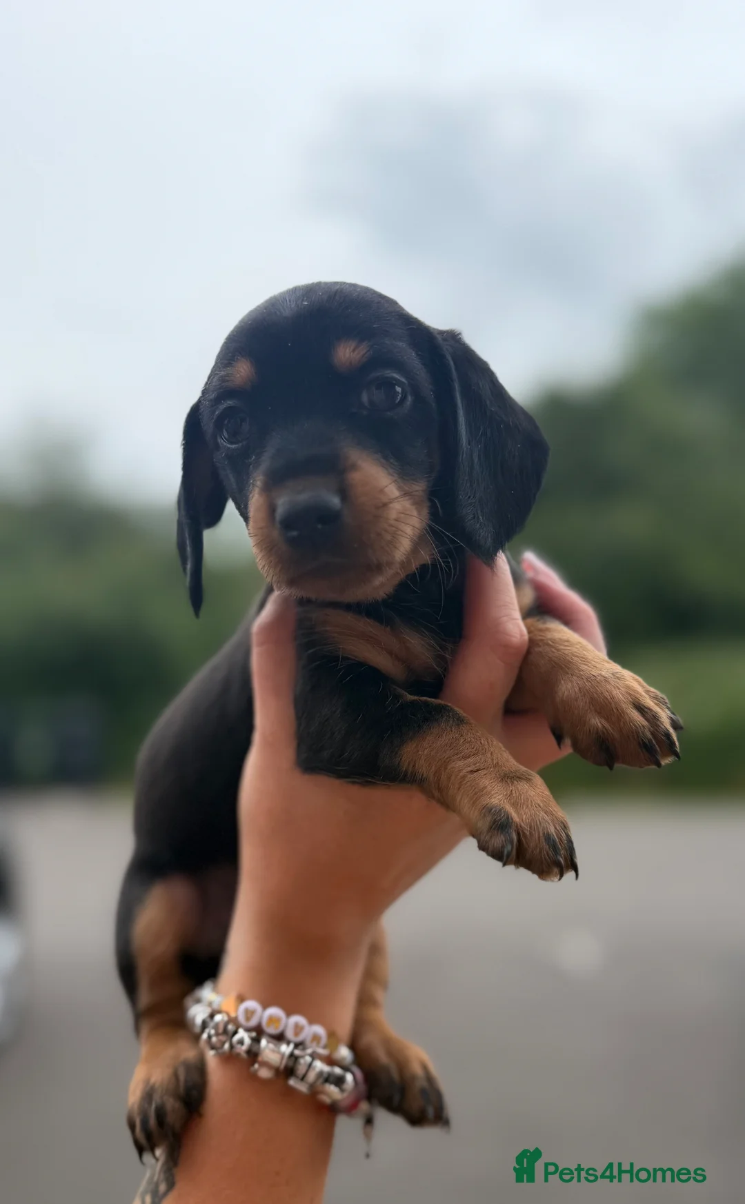 Mixed Breed dogs for sale: Doxiepoos - Advert 2