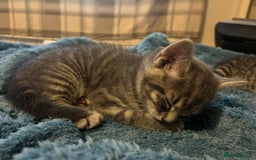 Maine Coon cats for sale: Maincoon X Bengal Tabby beautiful markings - Image 9