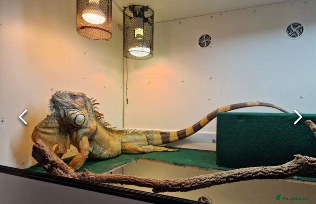 Iguana reptiles for sale: 7yo Red Iguana - Advert 1