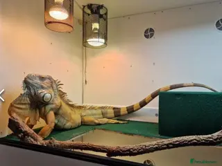 Iguana reptiles for sale: 7yo Red Iguana - Advert 3