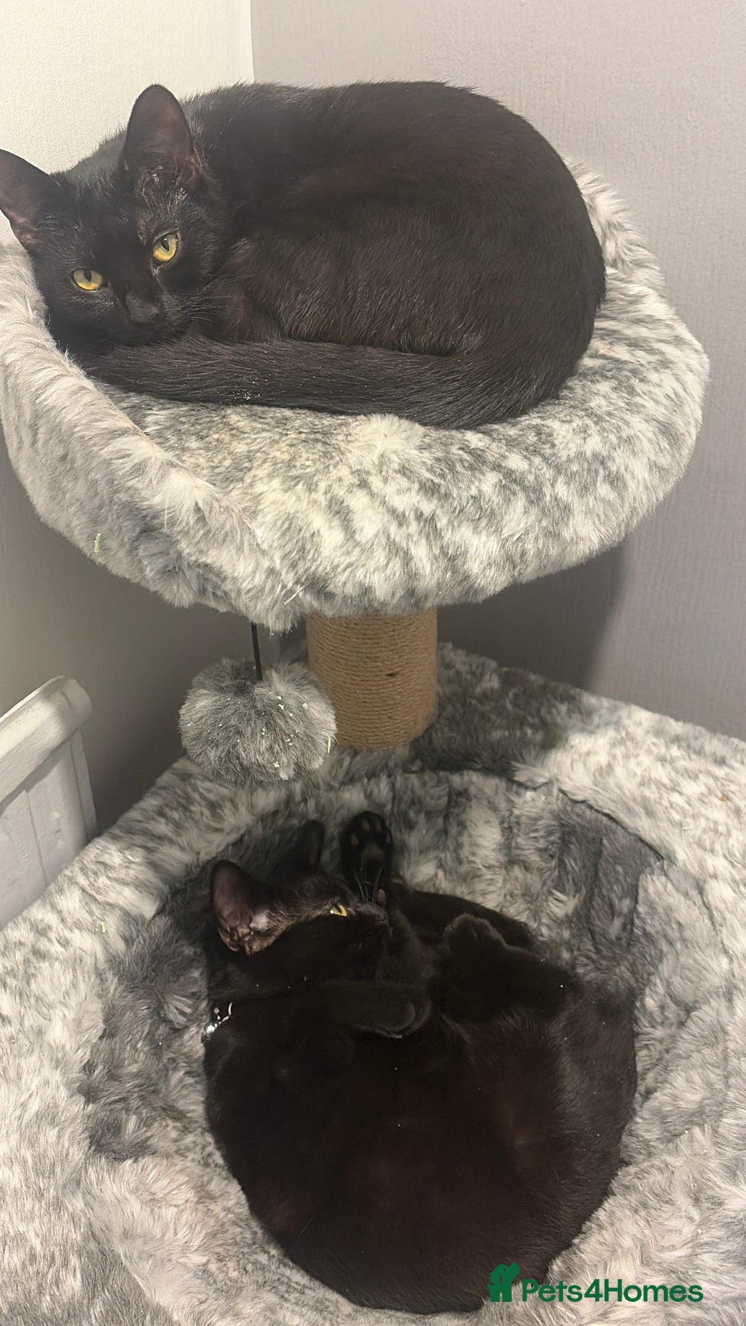 Mixed Breed cats for sale: Rosie & daisy  - Advert 2