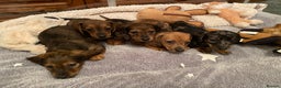 Miniature Dachshund dogs for sale: MINIATURE DACHSHUND PUPPIES  - Advert 12