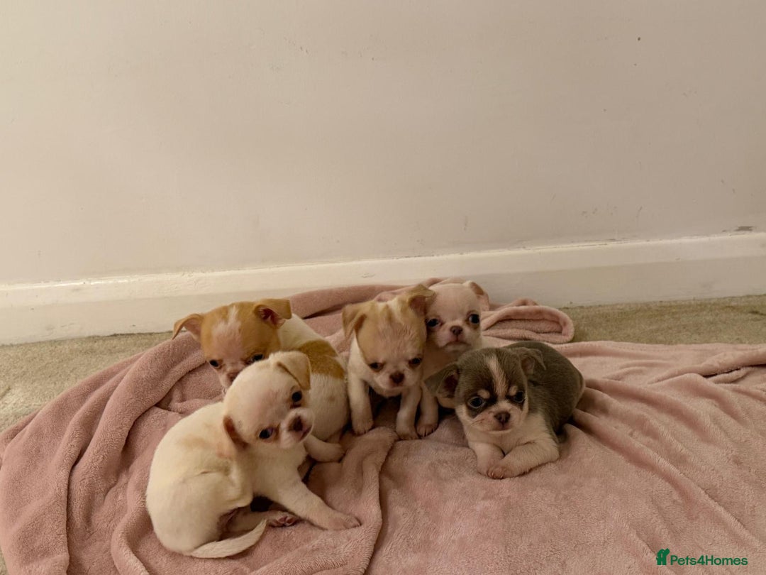 Chihuahua dogs for sale: Kc chihuahua puppies Russian and Ukraine lines - Advert 18