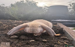 French Lop rabbits for sale: Litter of Giant French Lop Bunnies 🩵🩷 - Advert 1