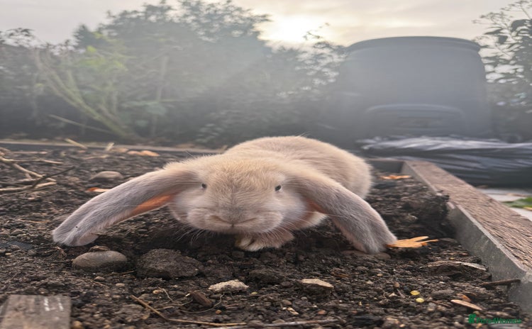 French Lop rabbits Litter of Giant French Lop Bunnies 🩵🩷 - Advert 1