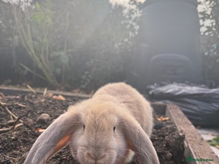 French Lop rabbits Litter of Giant French Lop Bunnies 🩵🩷 - Advert 2