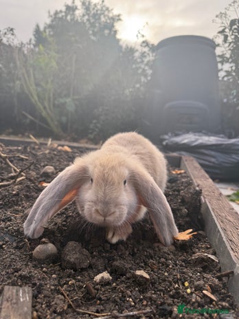 French Lop rabbits Litter of Giant French Lop Bunnies 🩵🩷 - Advert 1