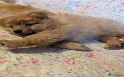 Pomeranian dogs for sale: 2 LEFT!! Purebred Cute fluffy Pomeranian Puppies! - Image 32