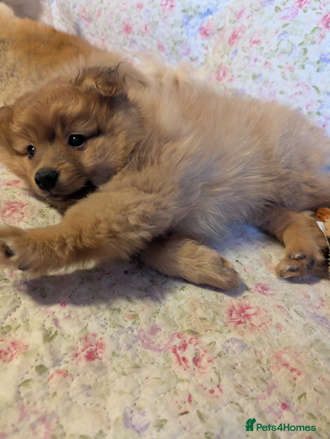 Pomeranian dogs for sale: 2 LEFT!! Purebred Cute fluffy Pomeranian Puppies! - Image 32