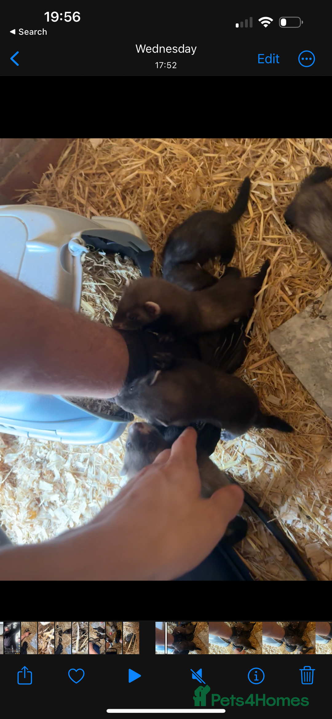 Ferret rodents for sale: solid black cross polecat kits  - Image 3