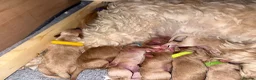 Cockapoo dogs for sale: ✨ Exceptional F2 Miniature Cockapoo Puppies ✨ - Advert 4
