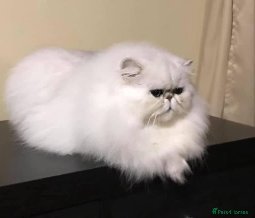 Persian cats for sale: Italian Persian chinchilla kittens♥️🐾 - Image 30
