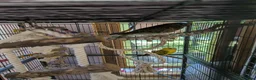 Mixed Breed birds for sale: Rescue birds for Adoption  - Advert 4