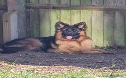 German Shepherd dogs for sale: German shepherd pedigree puppies- four weeks old. - Image 9