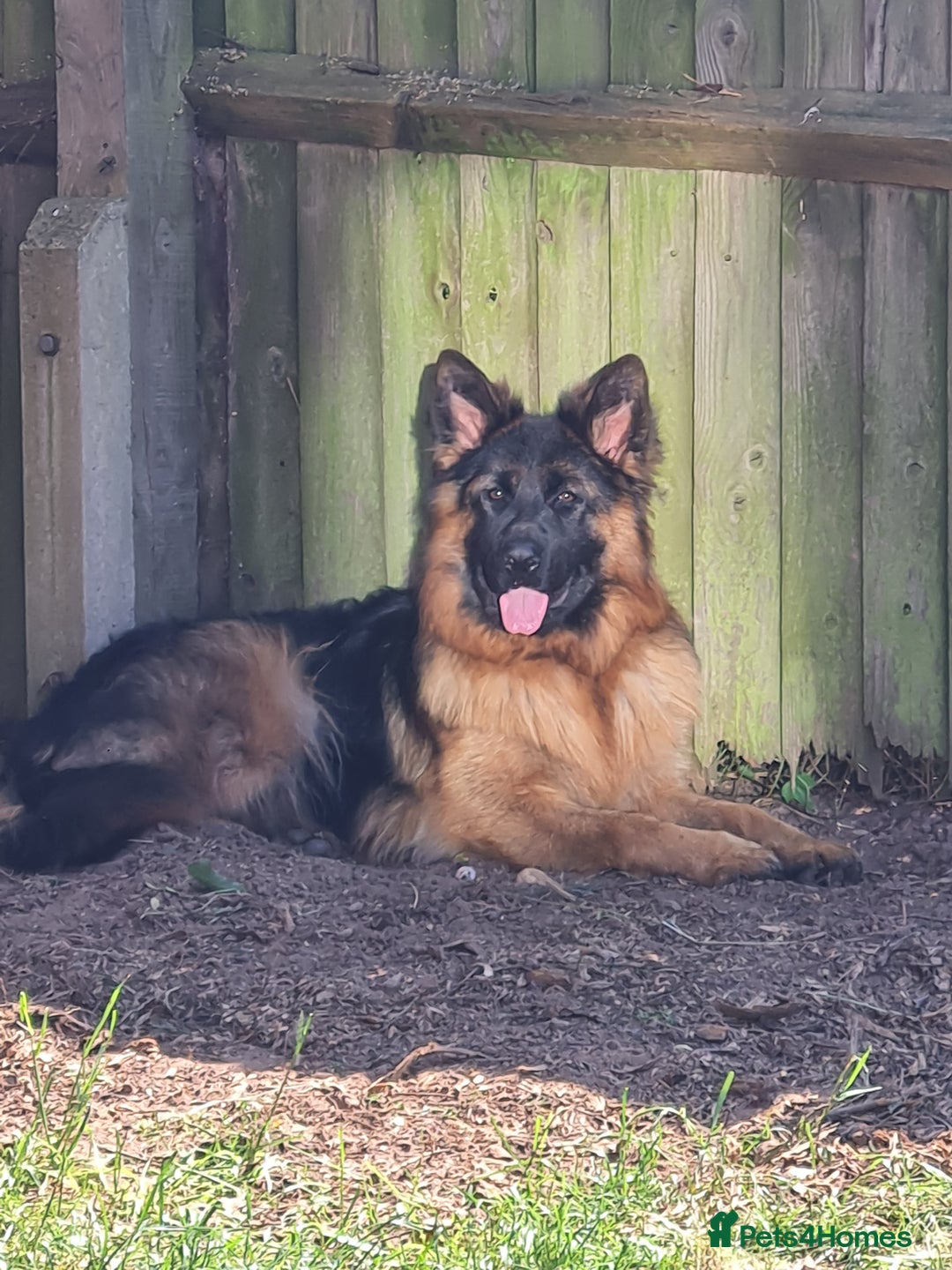 German Shepherd dogs for sale: German shepherd pedigree puppies- four weeks old. - Image 9