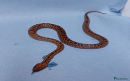 Python Snake reptiles for sale: Spotted Python's Males and Females  - Image 5