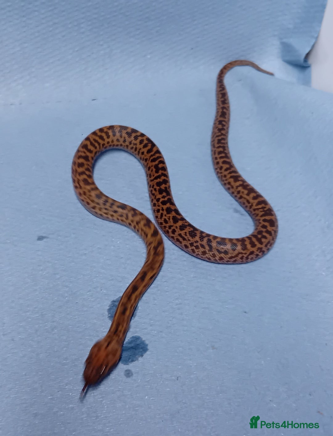 Python Snake reptiles for sale: Spotted Python's Males and Females  - Image 5