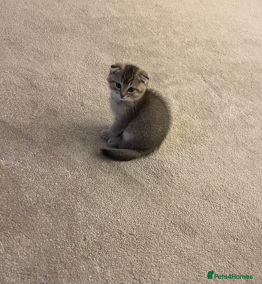 Scottish Fold cats for sale: ✨ STUNNING SCOTTISH FOLD KITTENS ✨ - Advert 5